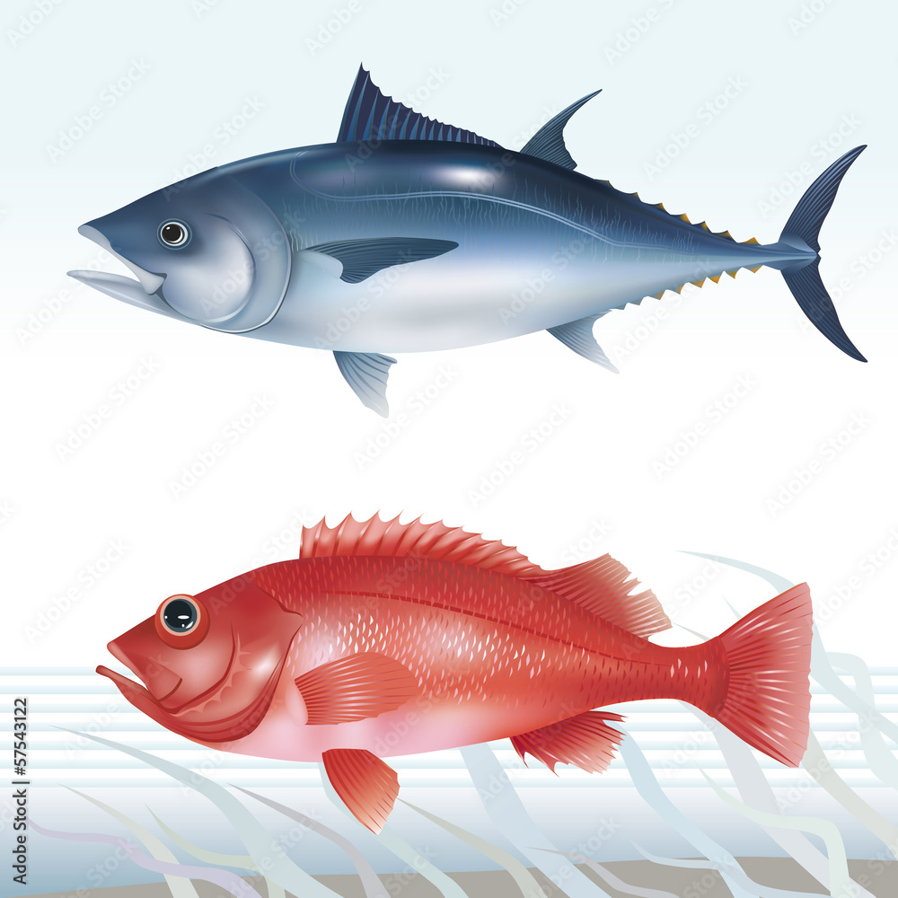 Tuna and ocean perch. Vector illustration. Tuna and ocean perch. Vector illustration.