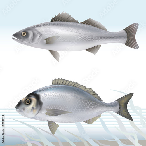 Seabass and dorado (gilthead bream). Vector illustration.