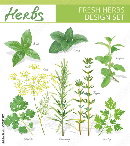 Fresh herbs. Vector design set.