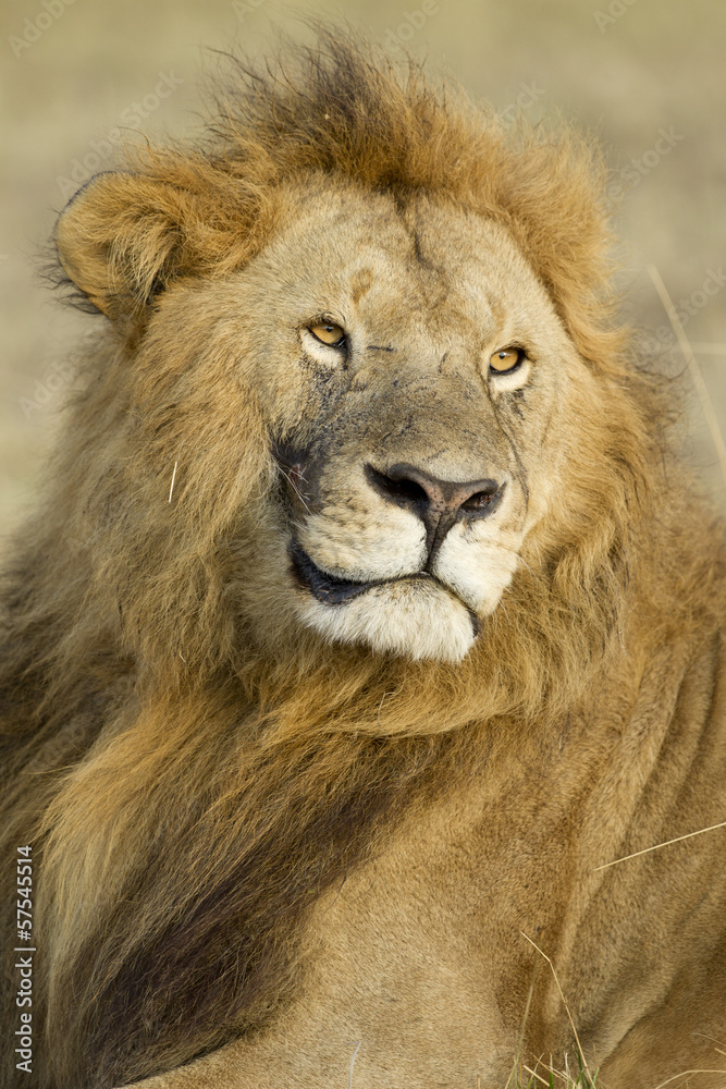 Big Male African Lion in the Maasai Mara in Kenya Big Male African Lion in the Maasai Mara in Kenya