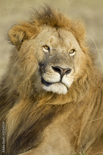 Fototapeta Naklejka Na Ścianę i Meble -  Big Male African Lion in the Maasai Mara in Kenya