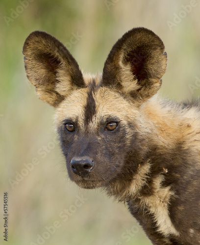 A young Cape Hunting dog or Wild dog, South Africa