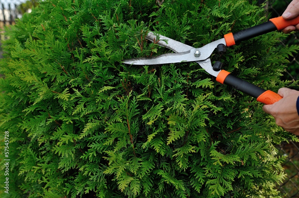 Quadro su tela Pruning bushes