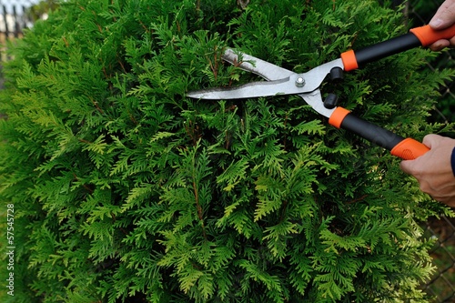 Pruning bushes photo