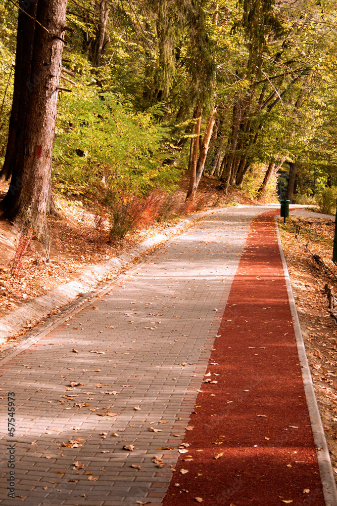 Fototapeta premium Path in the Forest with Bike stripe