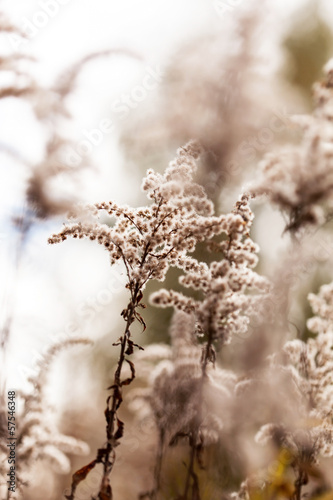 autumn plants © Maksim Shebeko
