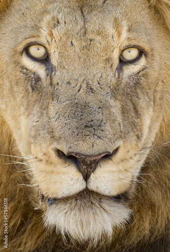 Portrait of a Male Lion  South Africa