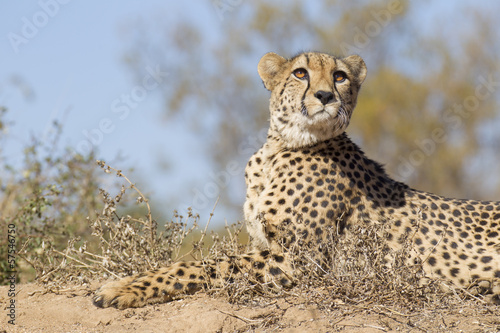 Female Cheetah (Acinonyx jubatus) lying on a termite mound, Sout