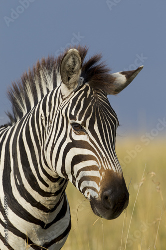 Portrait of a Zebra  Maasai Mara  Kenya