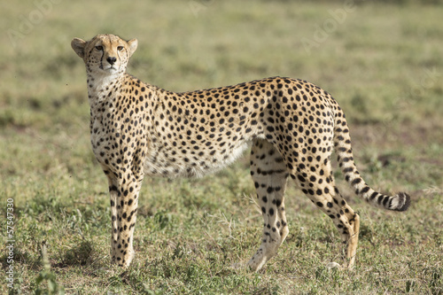 Female Cheetah (Acinonyx jubatus) in Tanzania