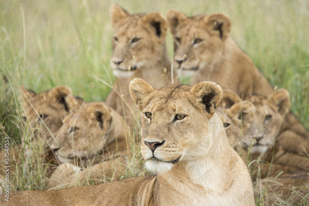 Fototapeta premium Pride of Lions, Serengeti, Tanzania