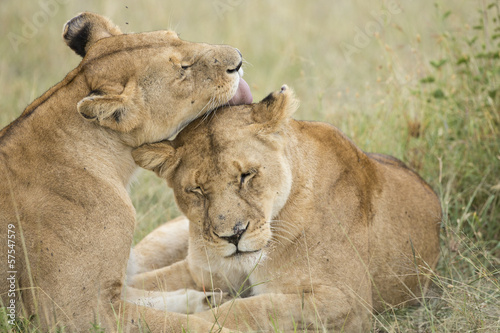 Two female Lions grooming (Panthera leo) in Tanzania