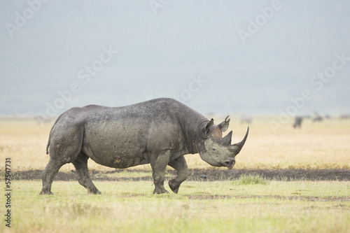 Black Rhino (Diceros bicornis) in Tanzania