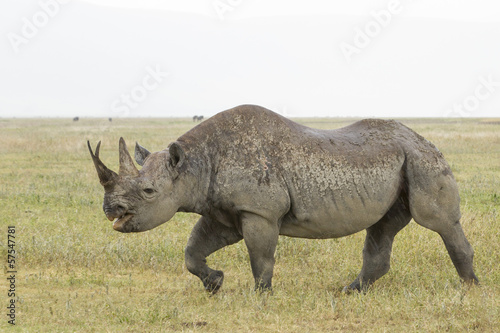 Black Rhino  Diceros bicornis  in Tanzania