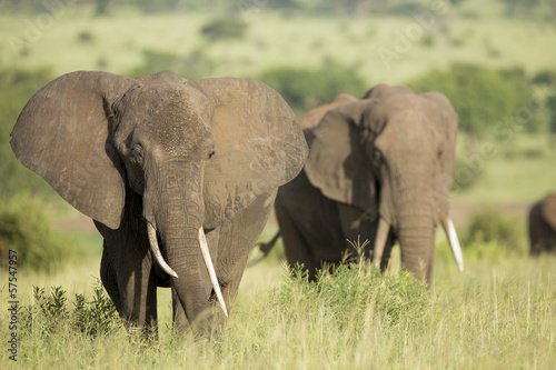 African Elephants (Loxodonta africana) in Tanzania © stuporter