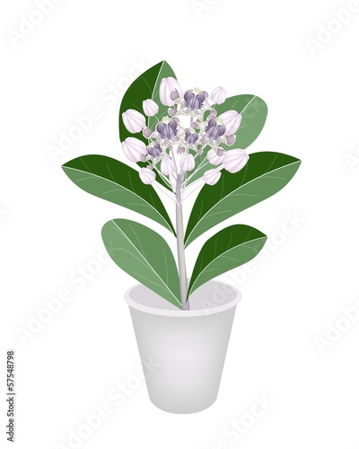 Fresh Calotropis Gigantea in A Flower Pot