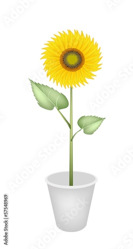 An Elegant Perfect Sunflower in A Flower Pot