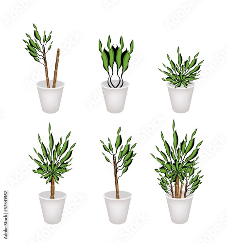 Yucca Tree or Dracaena Plant in A Flower Pot