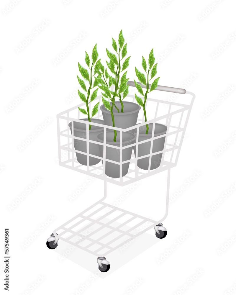 Set of Pedilanthus Tithymaloides in A Shopping Cart Set of Pedilanthus Tithymaloides in A Shopping Cart