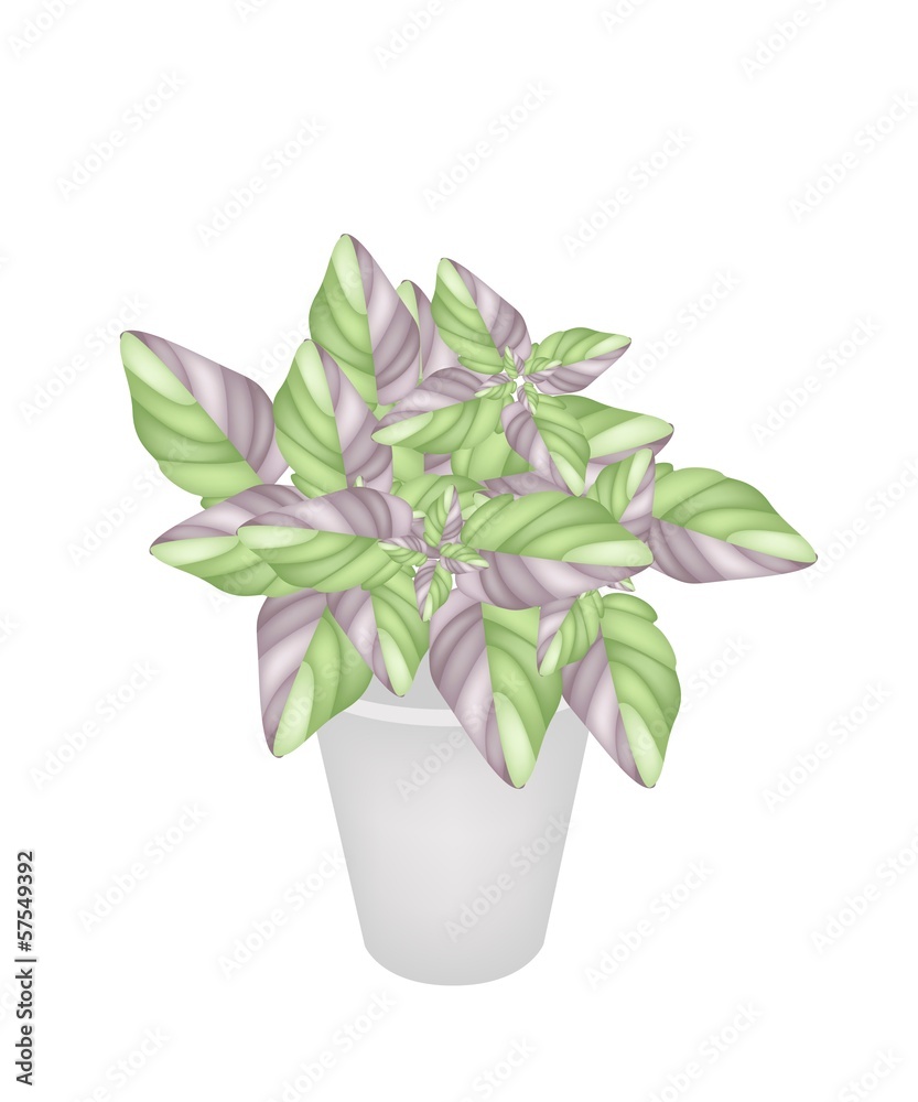 Beautiful Acanthaceae Plant in A Flower Pot Beautiful Acanthaceae Plant in A Flower Pot