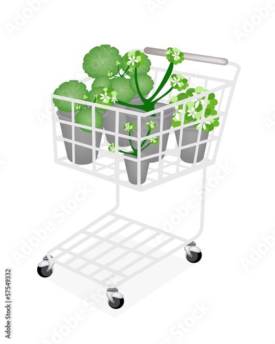 A Set of Asiatic Pennywort in A Shopping Cart photo