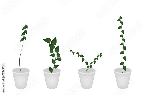 A Set of Creeper Plant in Flower Pot