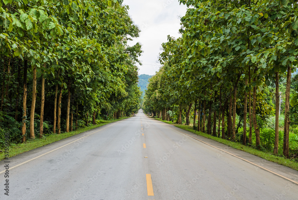 Countryside road with Teak trees