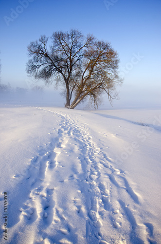 winter morning landscape with snow and lonely tree