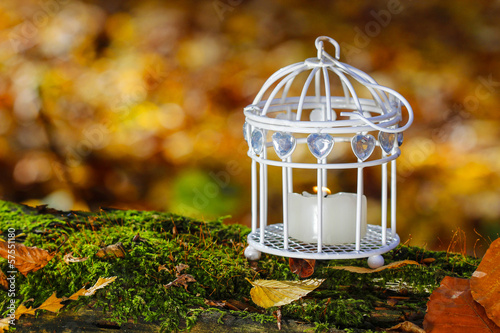 Beautiful bird cage in autumn forest