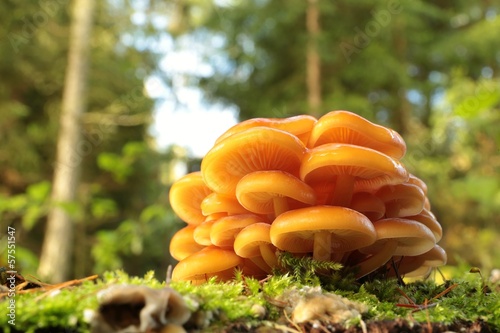 Orange mushrooms on a tree stump covered with moss