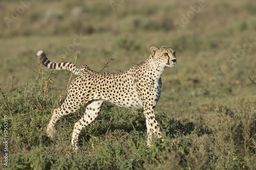 Adult Female Cheetah (Acinonyx jubatus) Tanzania