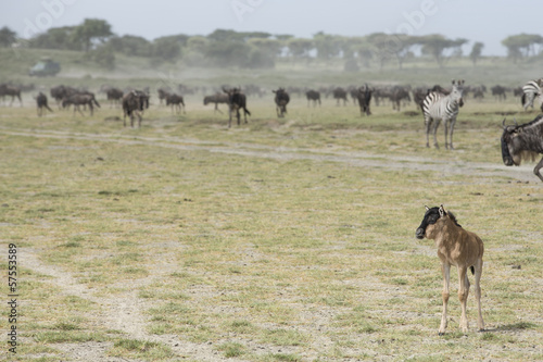 A young Wildebeest calf with the Migration herds in the Ndutu ar