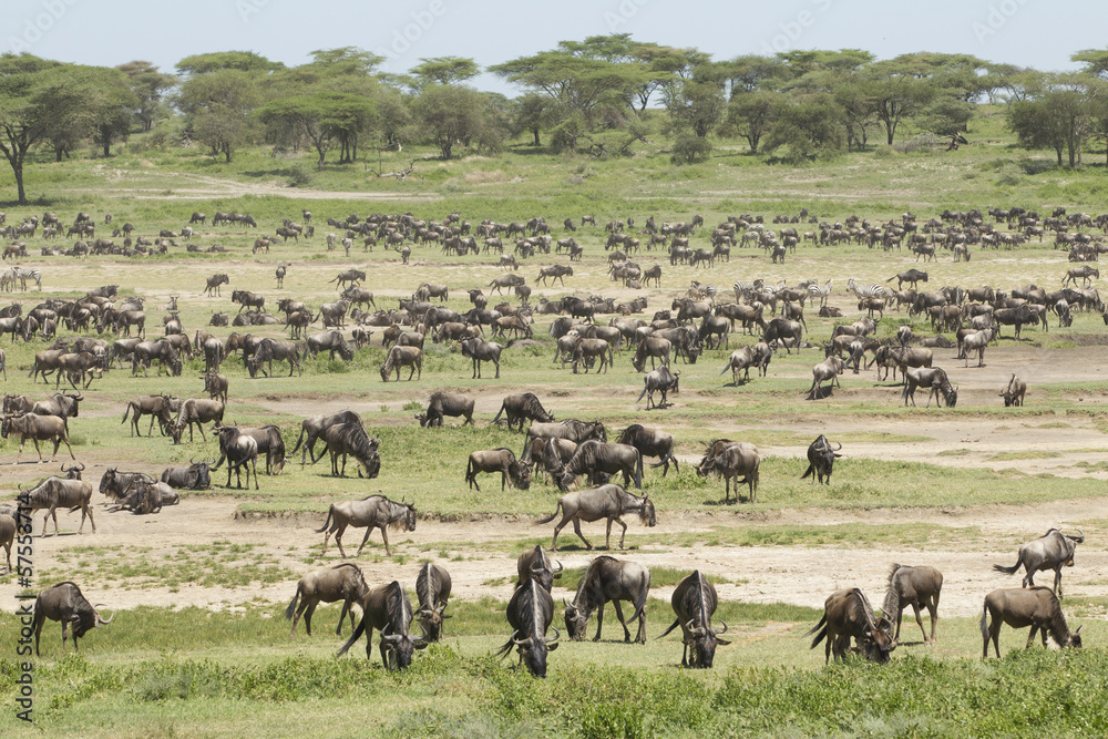 Obraz premium The Migration herds in the Ndutu area, Tanzania