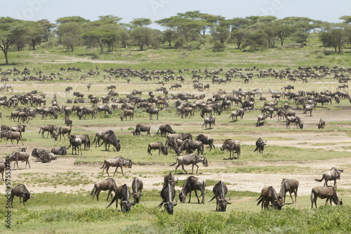 The Migration herds in the Ndutu area, Tanzania © stuporter