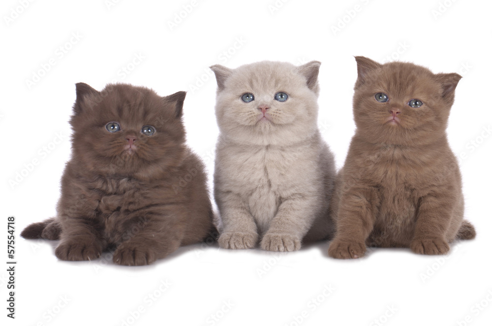 Drei Britisch Kurzhaar Kätzchen nebeneinander - three kitten