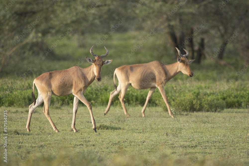 Coke's Hartebeest (Alcelaphus buselaphus cokii) in Tanzania Coke's Hartebeest (Alcelaphus buselaphus cokii) in Tanzania