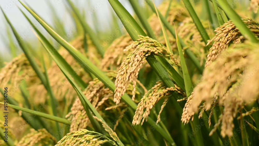 rice paddy