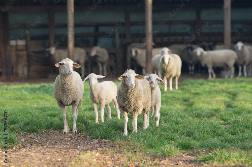 Herd of sheep stand on farm land Herd of sheep stand on farm land