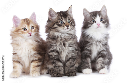 Drei norwegische Waldkatzen nebeneinander - three kitten