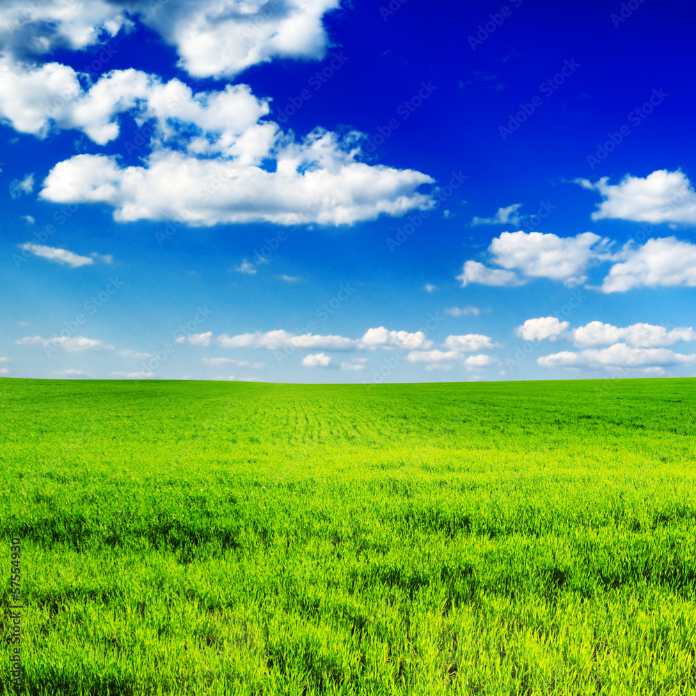 field and sky