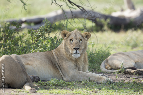 Sub adult, Male African Lion (Panthera leo) Tanzania