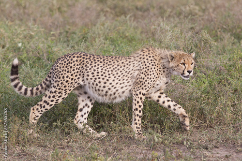 Cheetah cub (Acinonyx jubatus) in Tanzania