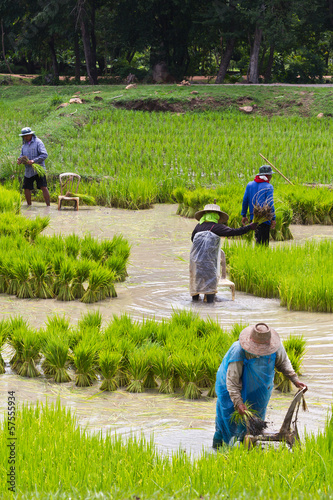 Canvastavla Farmer