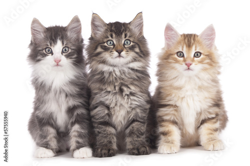 Drei norwegische Waldkatzen nebeneinander - three kitten photo
