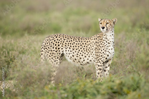 Female Cheetah (Acinonyx jubatus) in Tanzania © stuporter