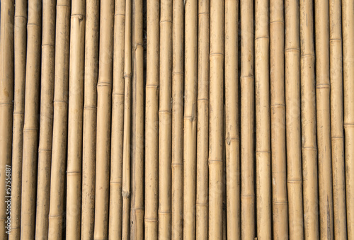 Light Golden bamboo Background