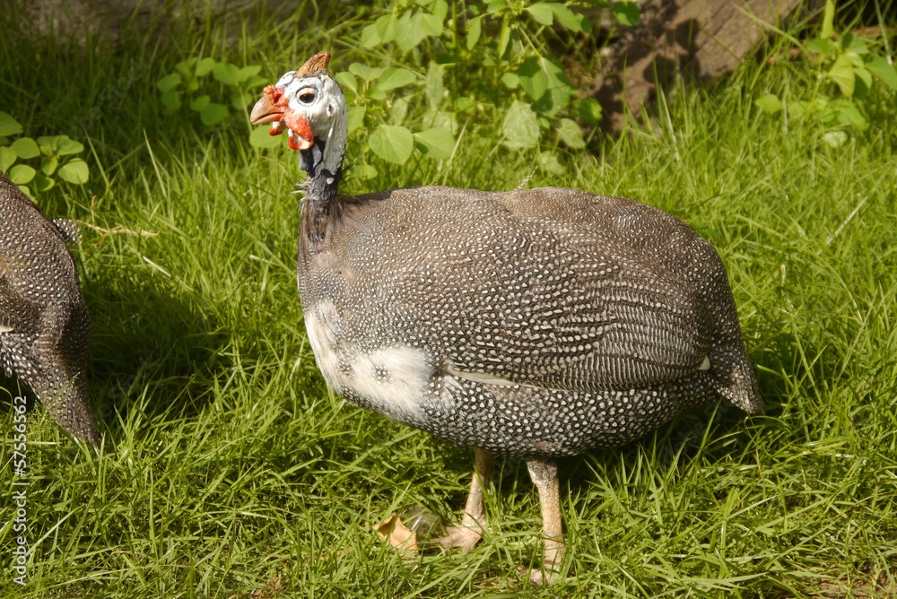turkey walking a summer day on the farm turkey walking a summer day on the farm