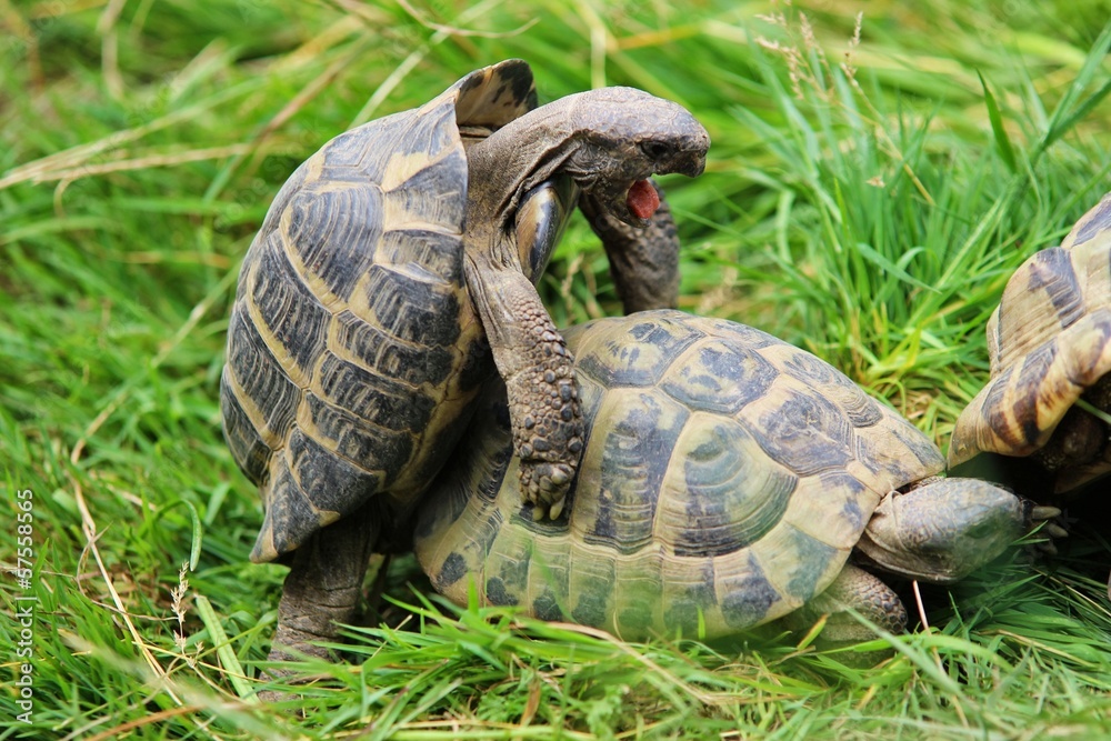 Obraz premium Schildkröten beim Geschlechtsverkehr