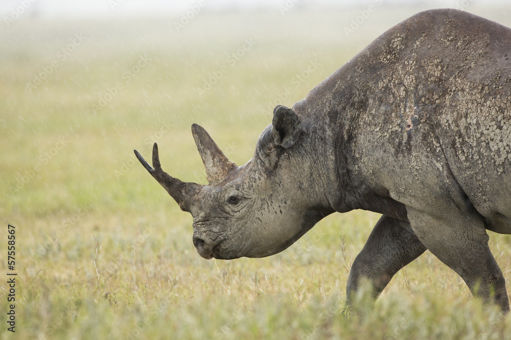 Obraz premium Black Rhino (Diceros bicornis) in Tanzania