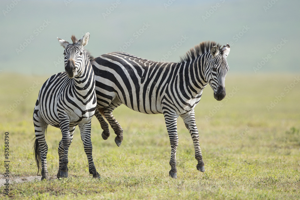 Fototapeta premium Adult Common Zebra's fighting, Ngorongoro Crater, Tanzania